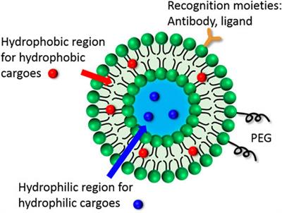 Liposomes as Multifunctional Nano-Carriers for Medicinal Natural Products